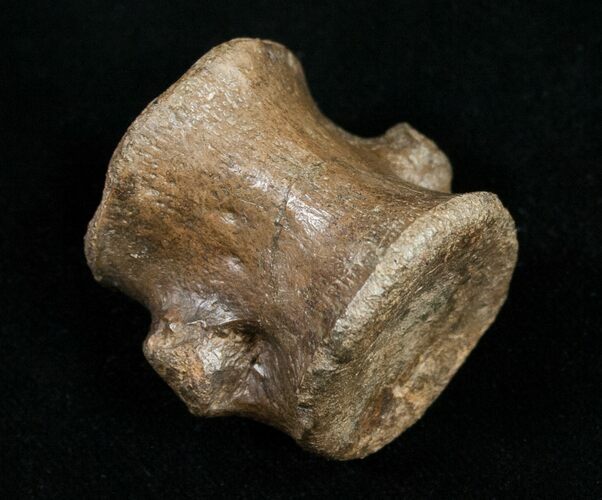 Champsosaurus Vertebrae (Cretaceous Reptile) #10836